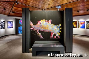 Large Marine print with seat