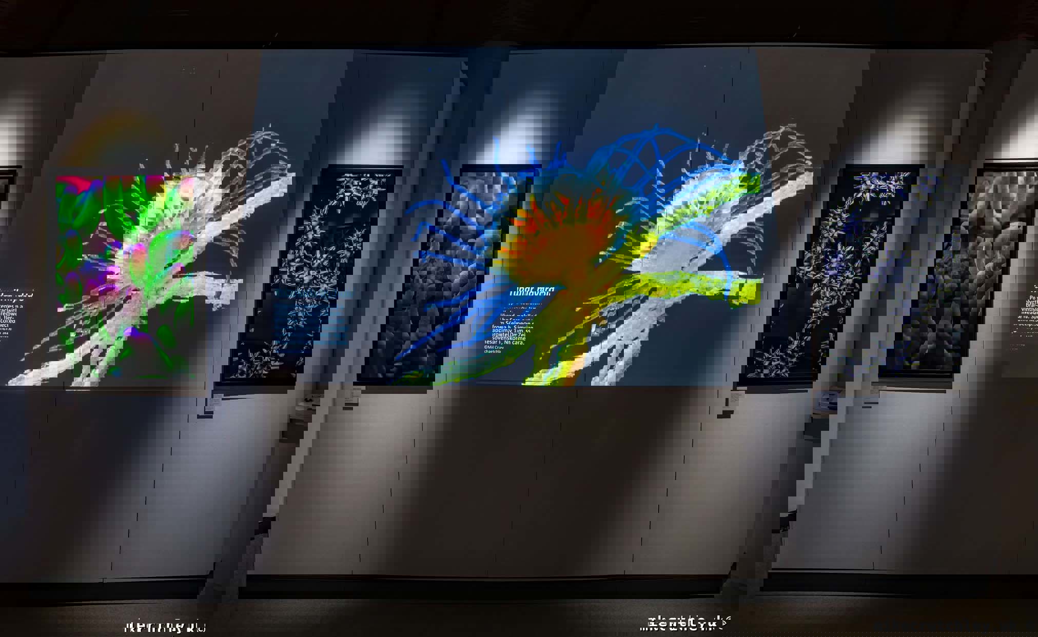 Projected Tubularia Hydroid