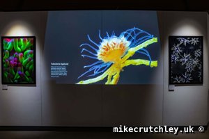 Projected Tubularia Hydroid