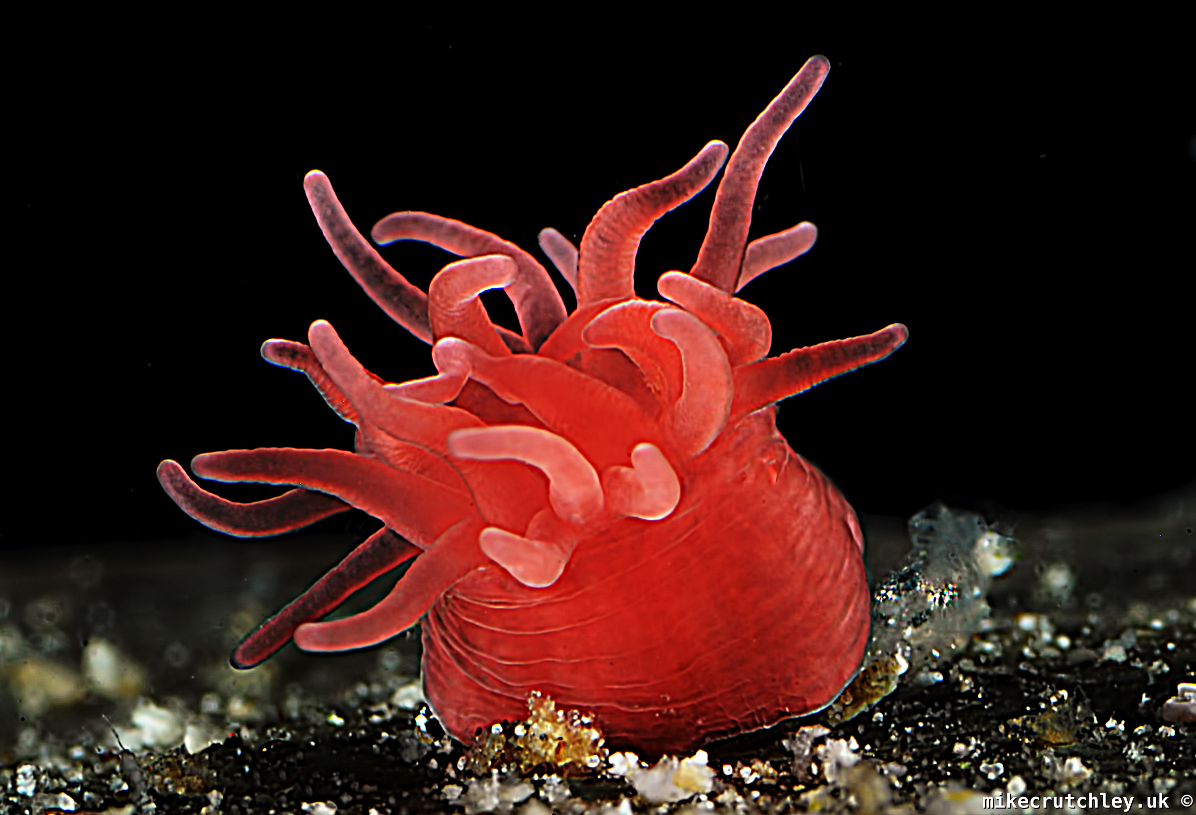 Anemone