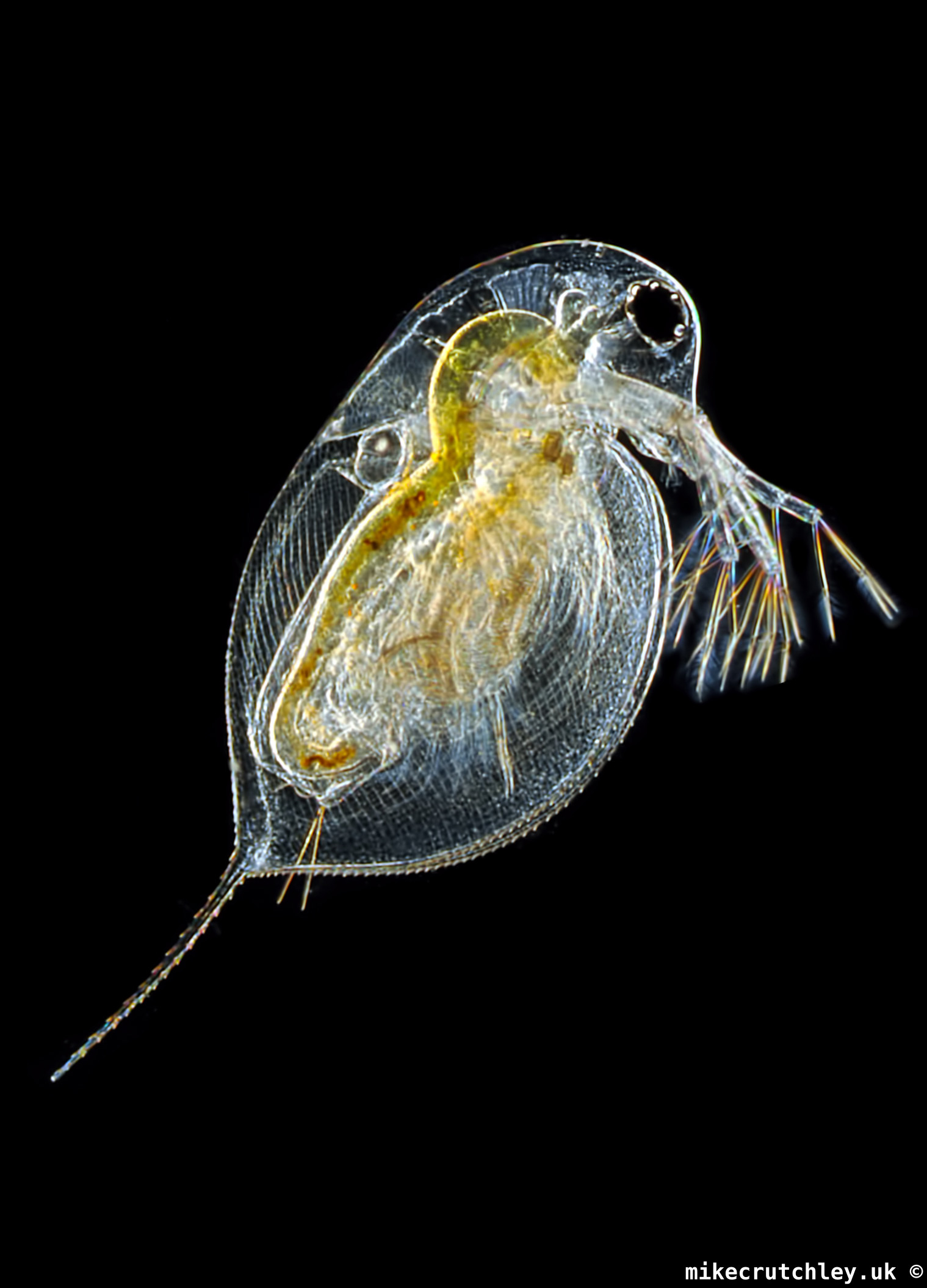 Daphnia