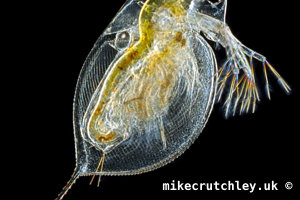 Daphnia