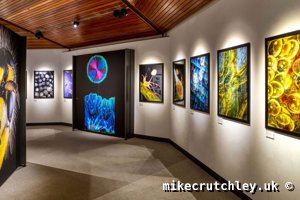 Bee and Butterfly prints