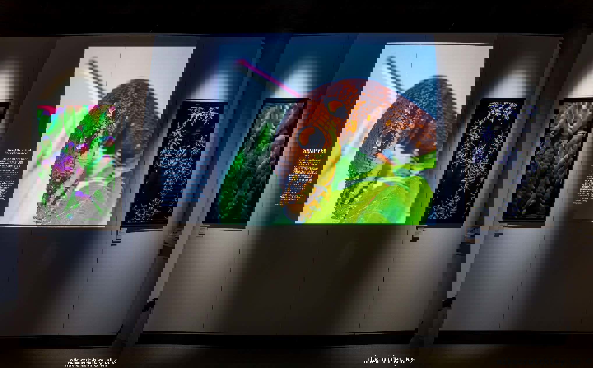 Projected Caterpillar on Leaf