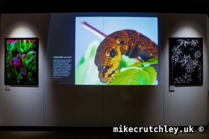 Projected Caterpillar on Leaf
