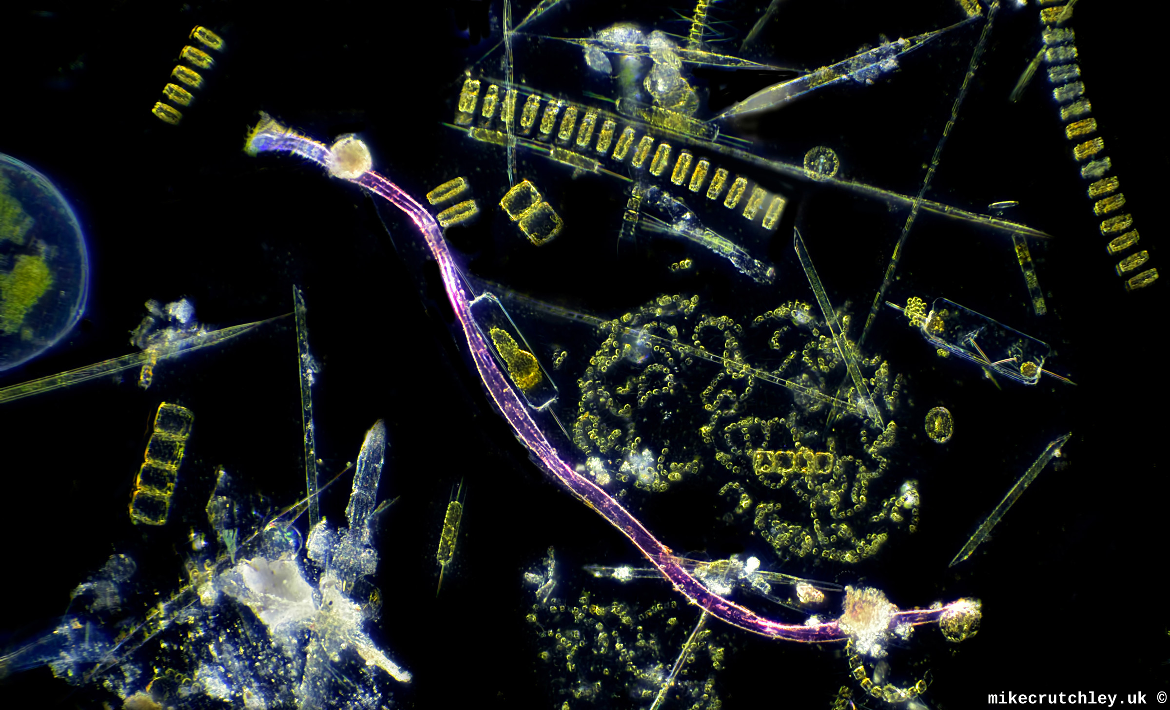 Plankton with Plastic