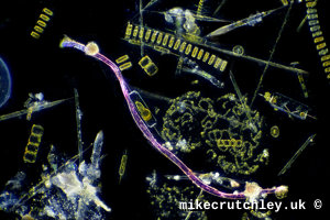 Plankton with Plastic