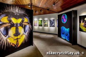 Bee and Crystal prints